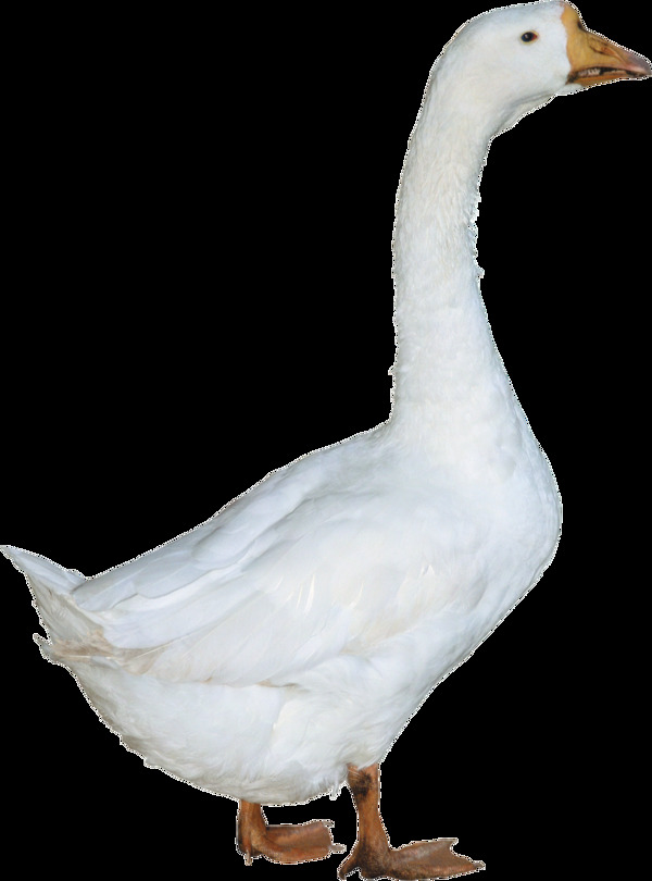 一只白色羽毛的鹅图片免抠png透明素材