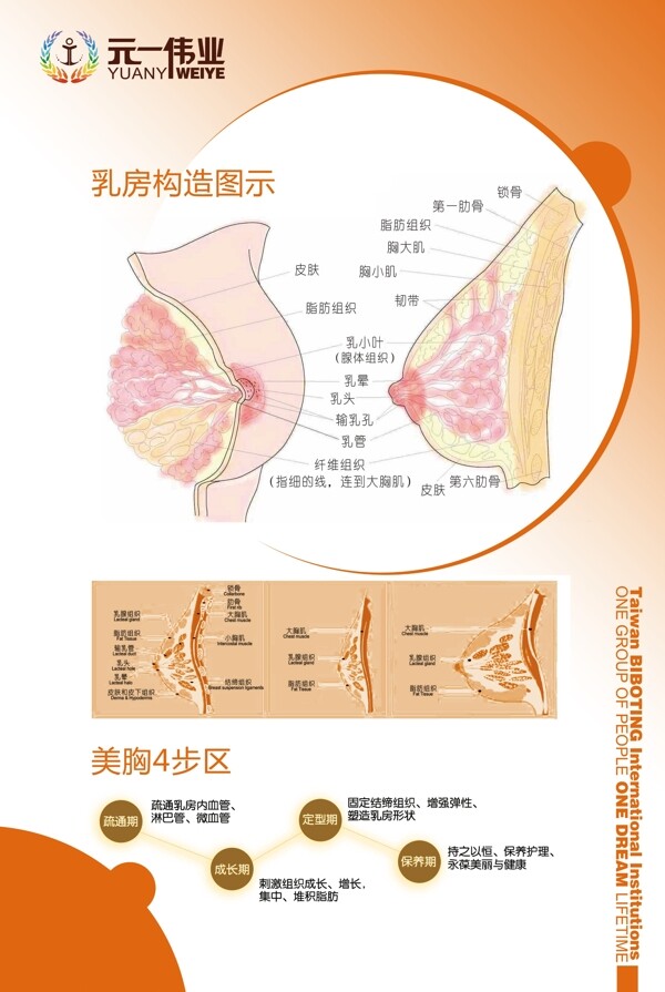 乳房构造图