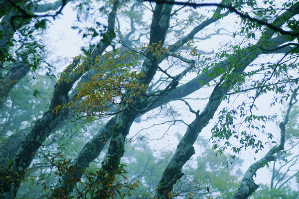 树木森林树林植物图片