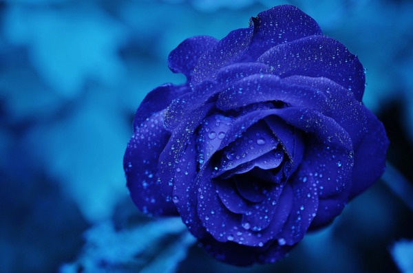 蓝玫瑰盛开图片