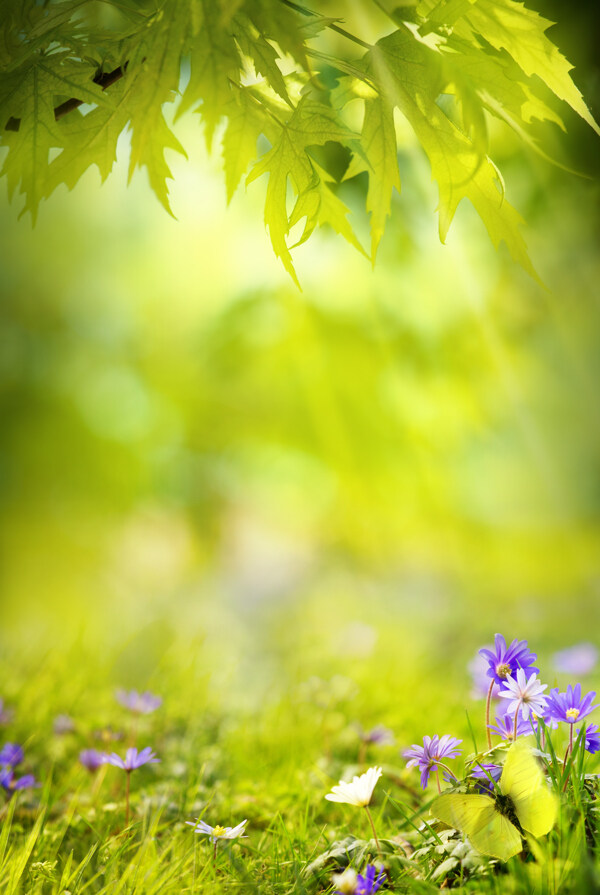 花草背景图片