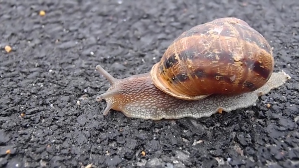 爬行的蜗牛视频素材设计