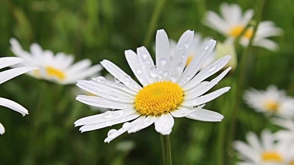 小黄花视频素材