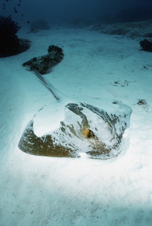 海洋生物图片