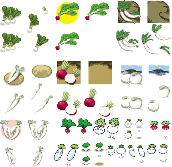白萝卜水萝卜合集图片