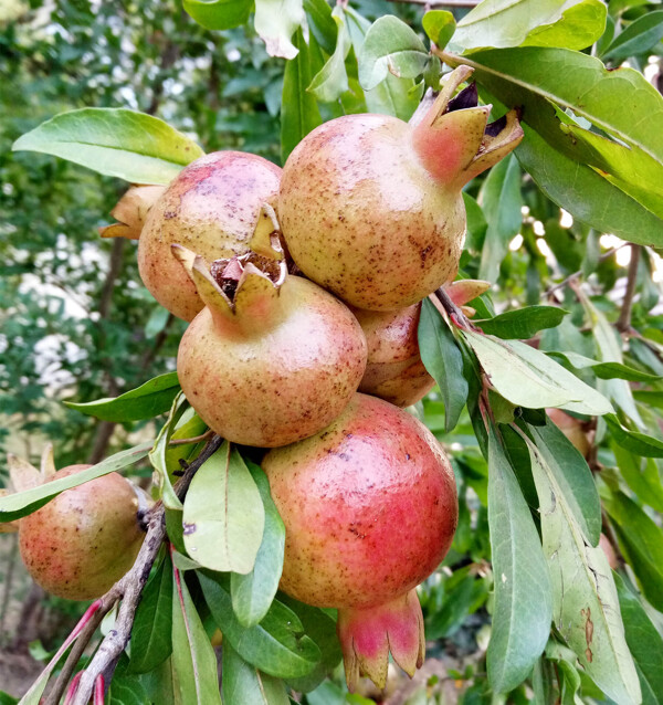 石榴枝