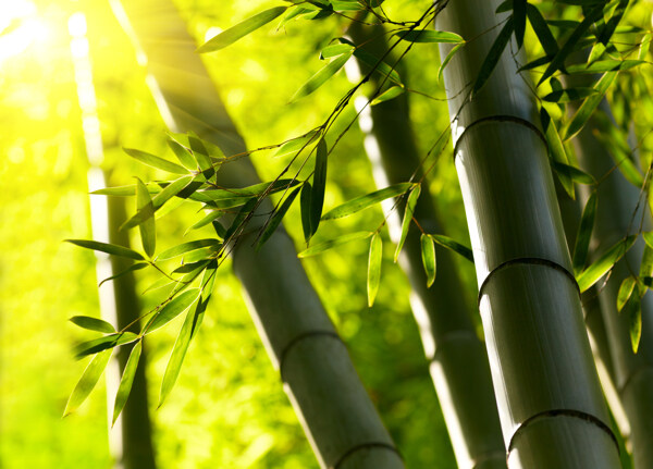 粗壮的竹子与阳光图片