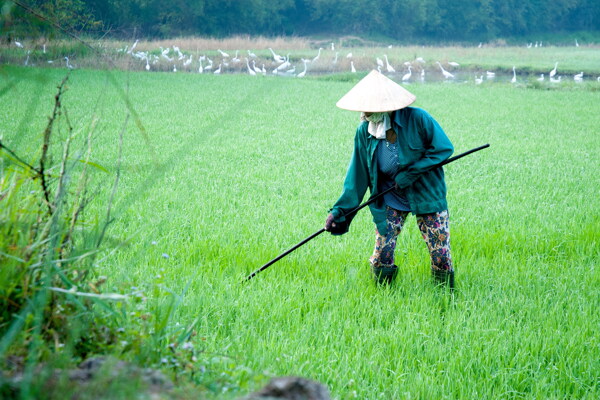 锄地的老农