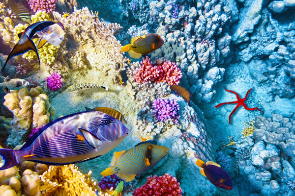 海底珊瑚与鱼群摄影图片