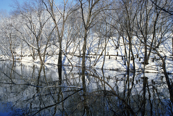 冬天树枝雪景图图片