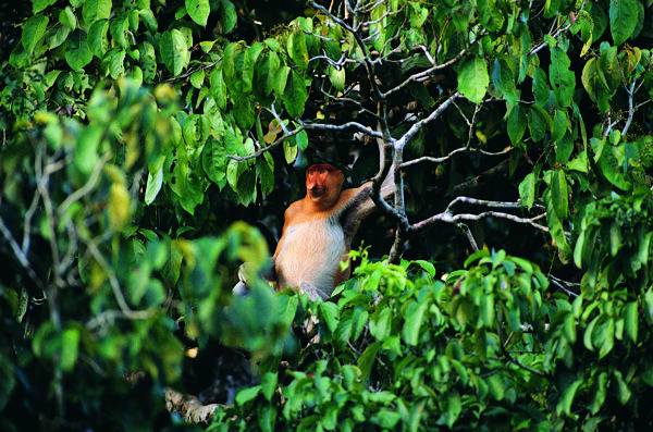 热带雨林树上的远眺的猴子