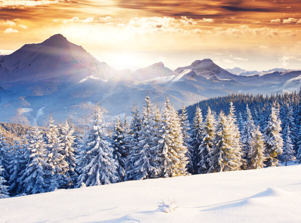 冬天森林雪景