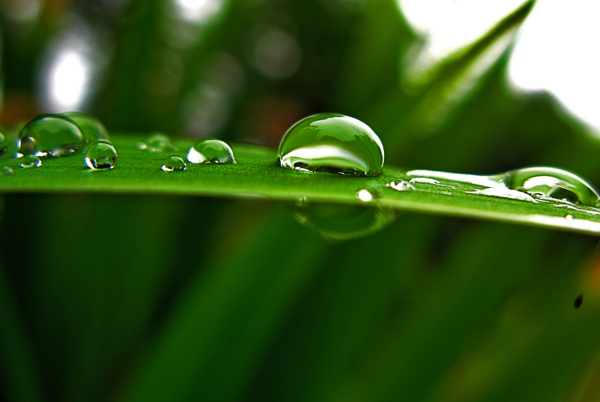 水滴雨滴图片