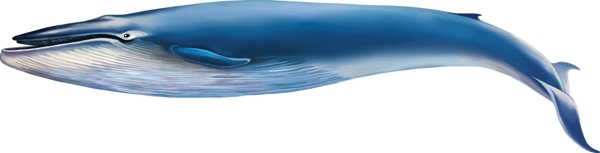鲸鱼野生动物图片