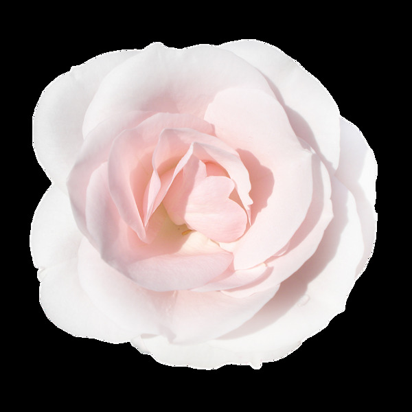 粉色玫瑰花朵PNG元素