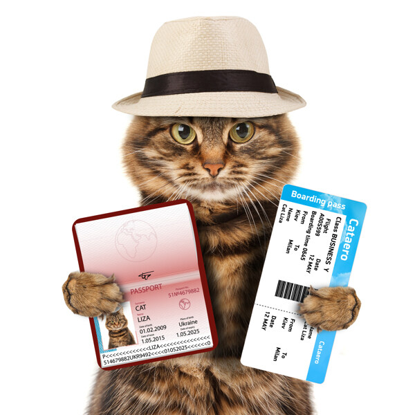展示护照和机票的小猫