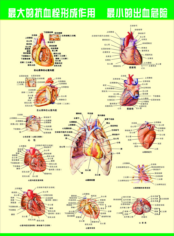 心脏图图片