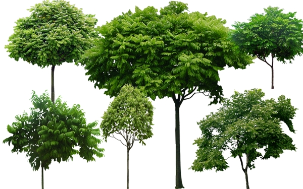 绿色树木园林景观素材图片