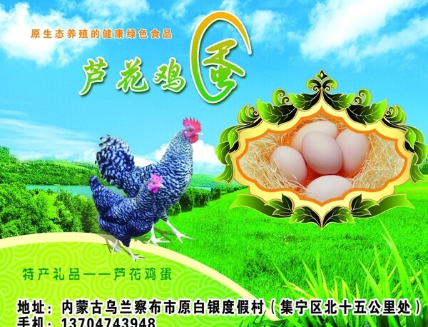 芦花鸡蛋海报图片