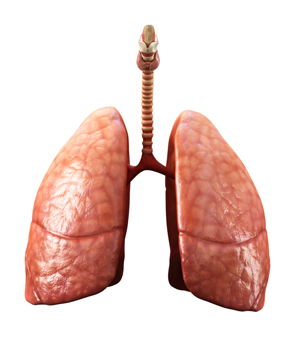 肺部标本图片