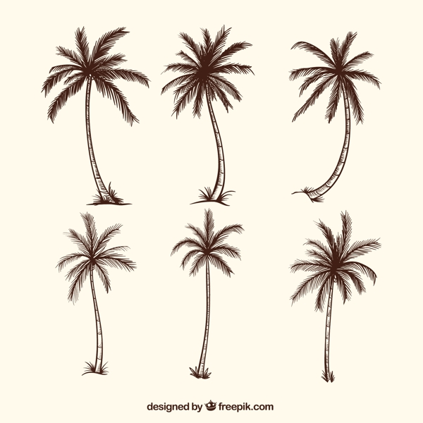 手绘素描风格棕榈树插图