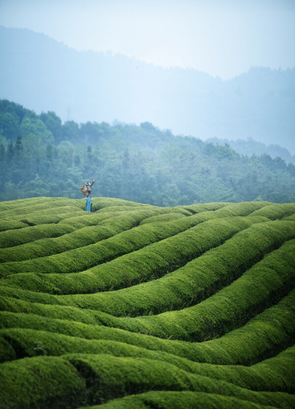 茶园采茶