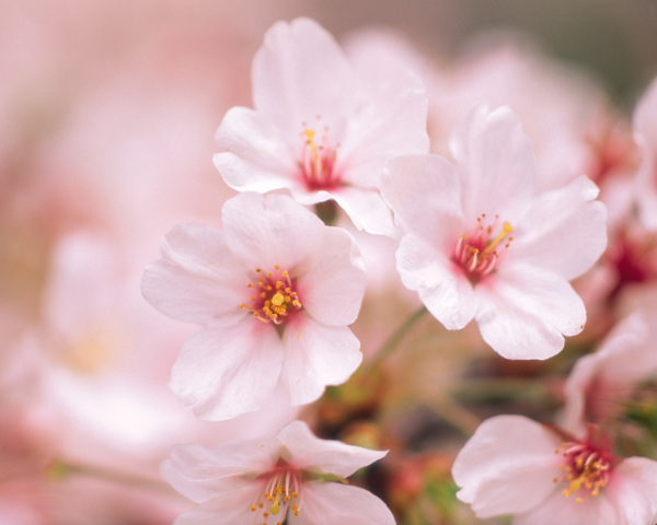 春暖花开