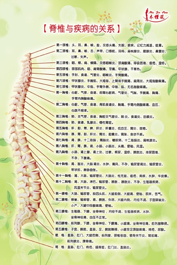 木槿花脊椎及治疗图片