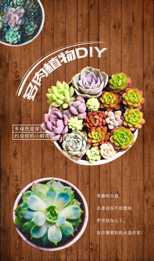 多肉植物海报设计