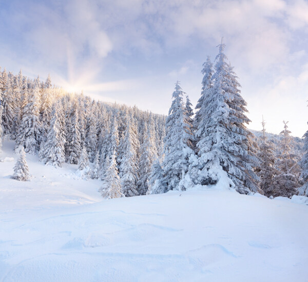 冬天美丽树林雪景图片