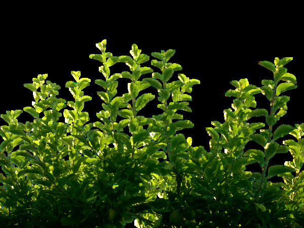 绿色叶子植物png元素