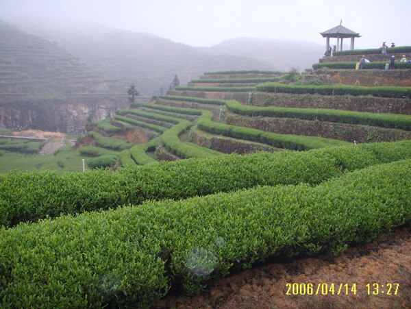 茶园风光图片