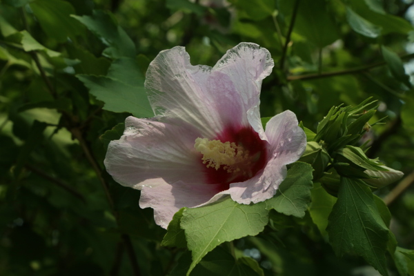 木槿花