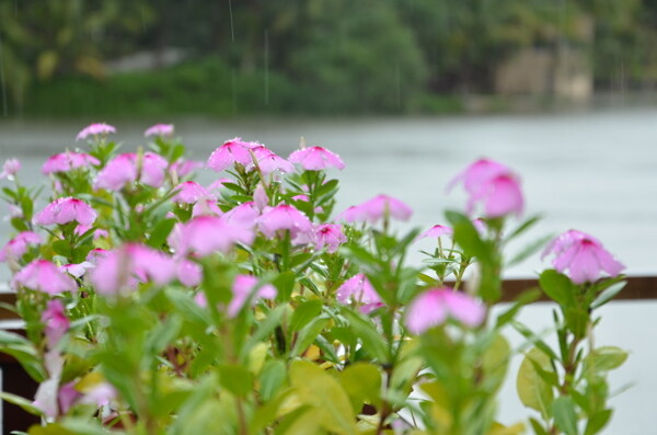 雨中小花图片