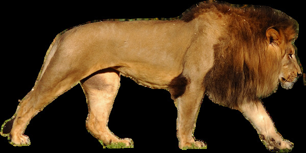 走路的狮子免抠png透明图层素材