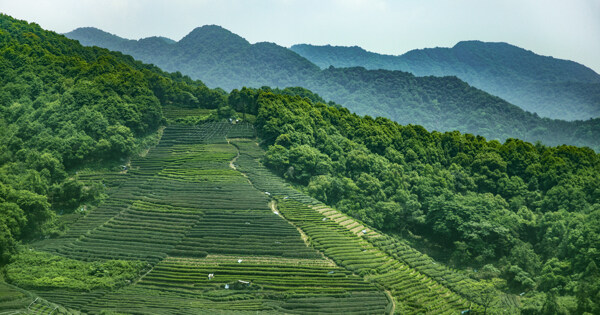 茶园景色图