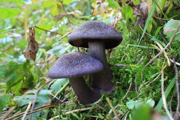 草丛中的蘑菇图片