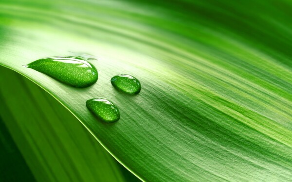 绿色水滴树叶大气