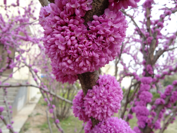 紫荆花图片