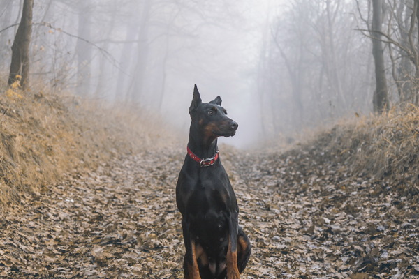 大型杜宾犬图片