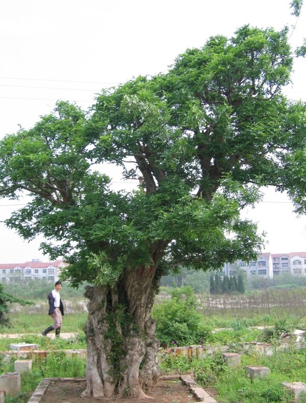 村头古树图片