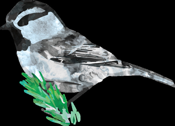 绘画鸟类透明装饰素材