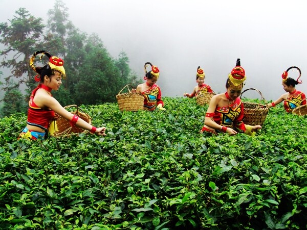 福建采茶女图片