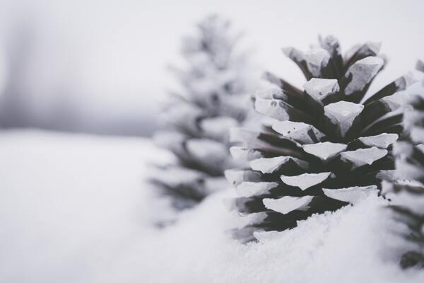 雪地