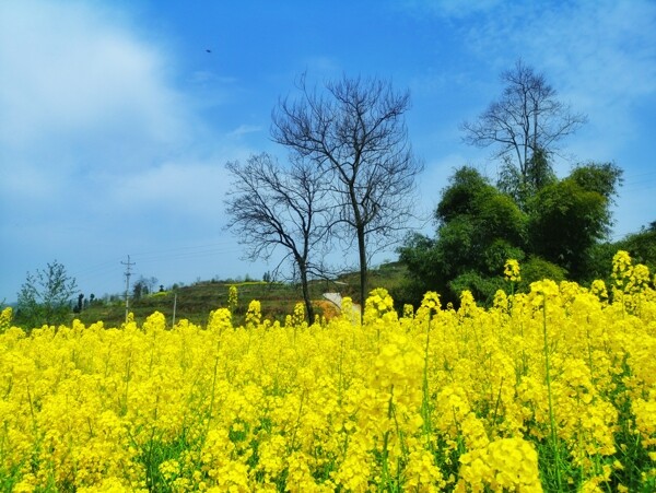 油菜花