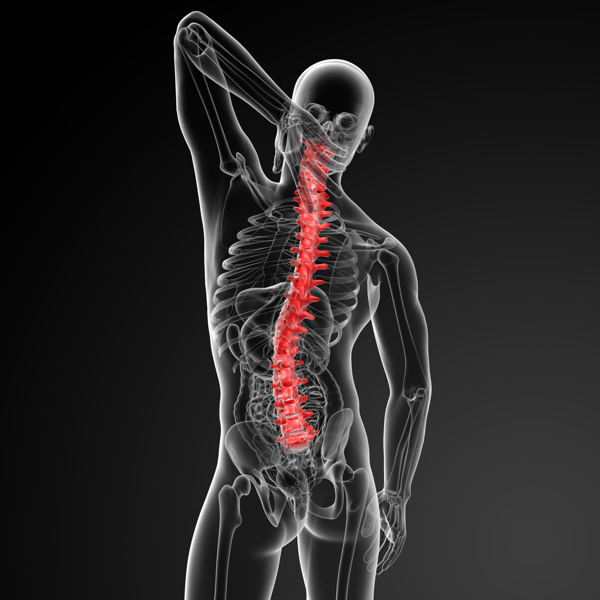 人体脊柱结构图片