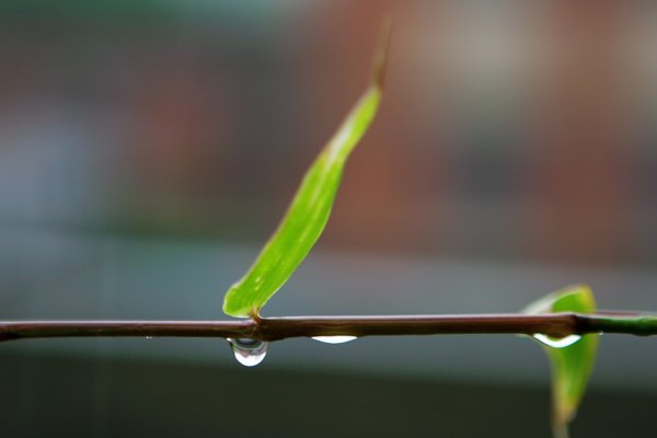 秋雨竹图片