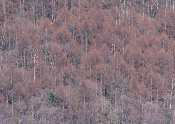 秋季风景