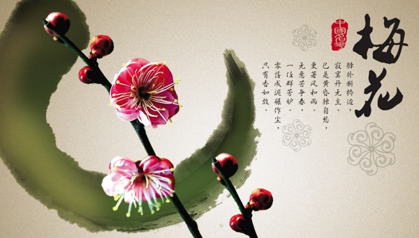 中国名花之梅花图片