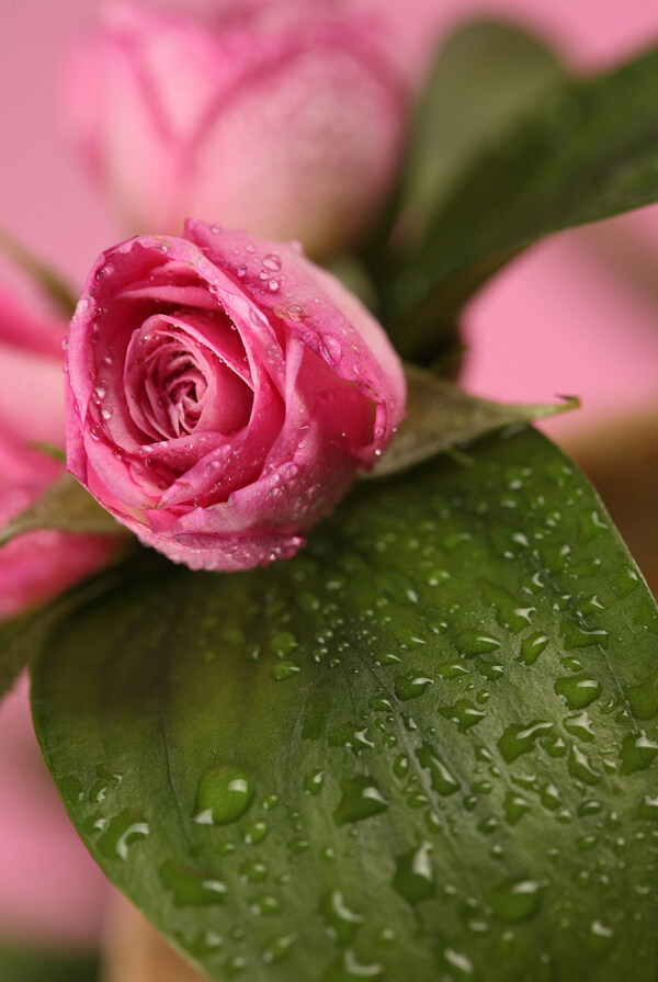 桃红色玫瑰花和水珠图片